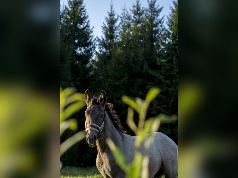Lusitanos Hengst Fohlen (05/2026) Schimmel in Kauda