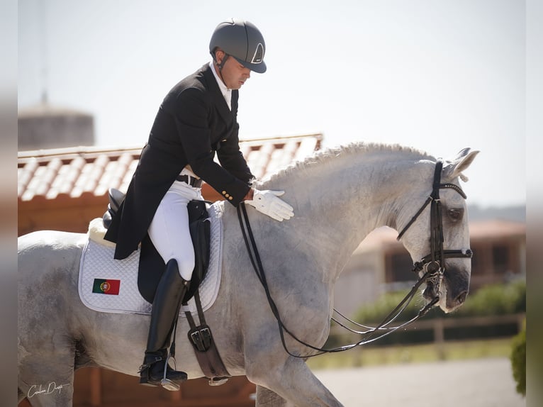 Lusitanos Hengst Schimmel in Palmela