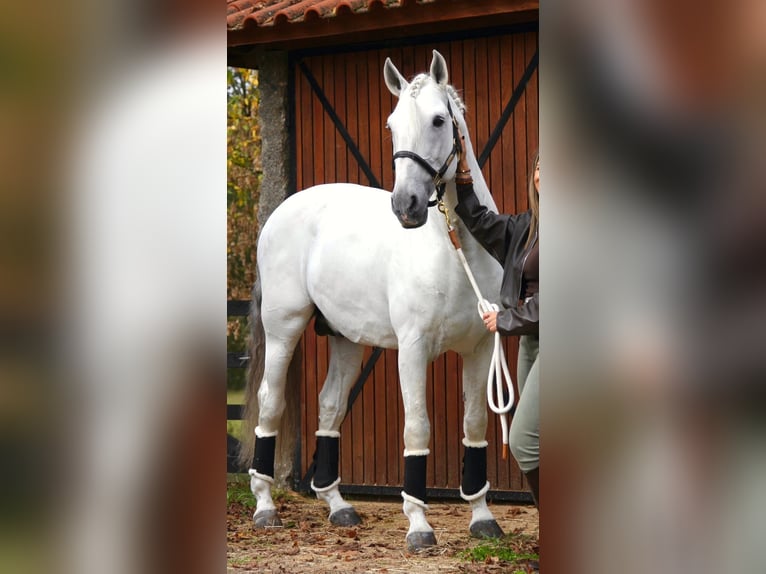 Lusitanos Hengst Schimmel in Felgueiras, Porto