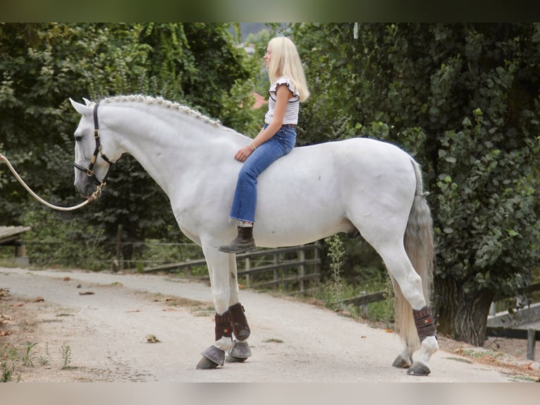 Lusitanos Hengst Schimmel in Felgueiras, Porto