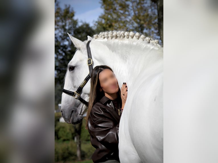 Lusitanos Hengst Schimmel in Felgueiras, Porto