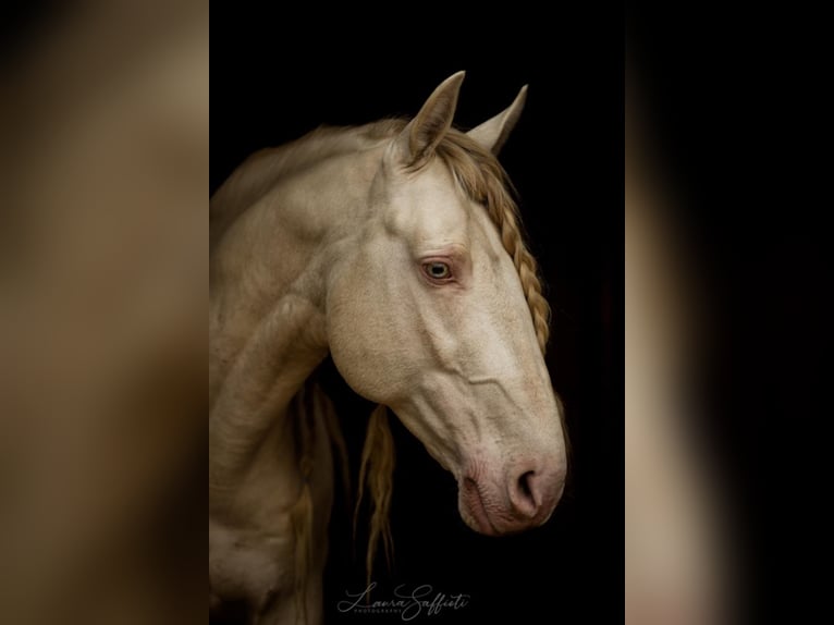 Lusitanos Hengst in Ganderkesee