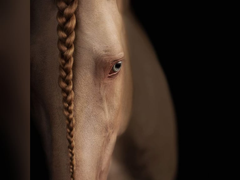 Lusitanos Hengst in Ganderkesee