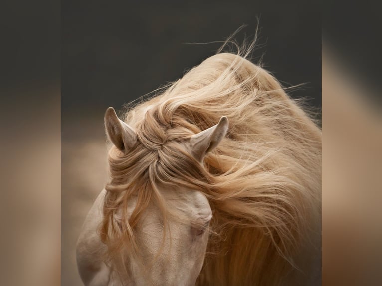 Lusitanos Hengst in Ganderkesee