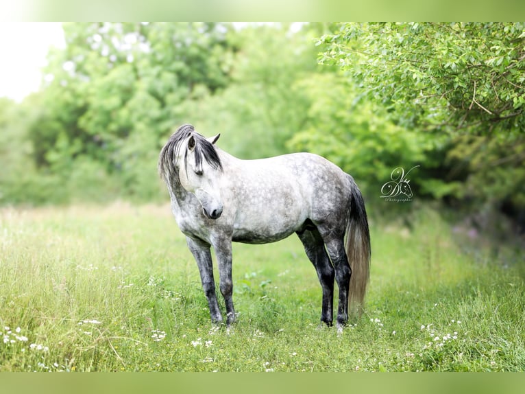 Lusitanos Semental 10 años 154 cm Tordo in Haut-Ittre