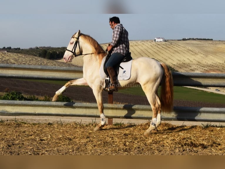 Lusitanos Semental 10 años 158 cm Perlino in Frutigen