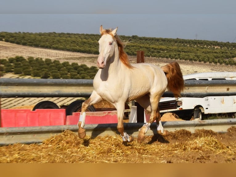 Lusitanos Semental 10 años 158 cm Perlino in Frutigen