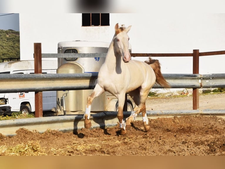 Lusitanos Semental 10 años 158 cm Perlino in Frutigen
