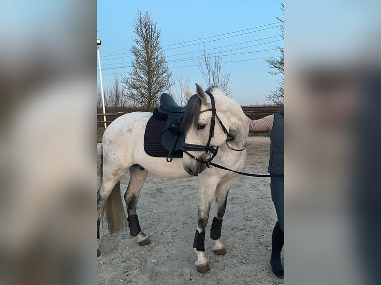 Lusitanos Semental 10 años 158 cm Tordo in Hoeven Lusitanos Semental 10 años 158 cm Tordo in Hoeven