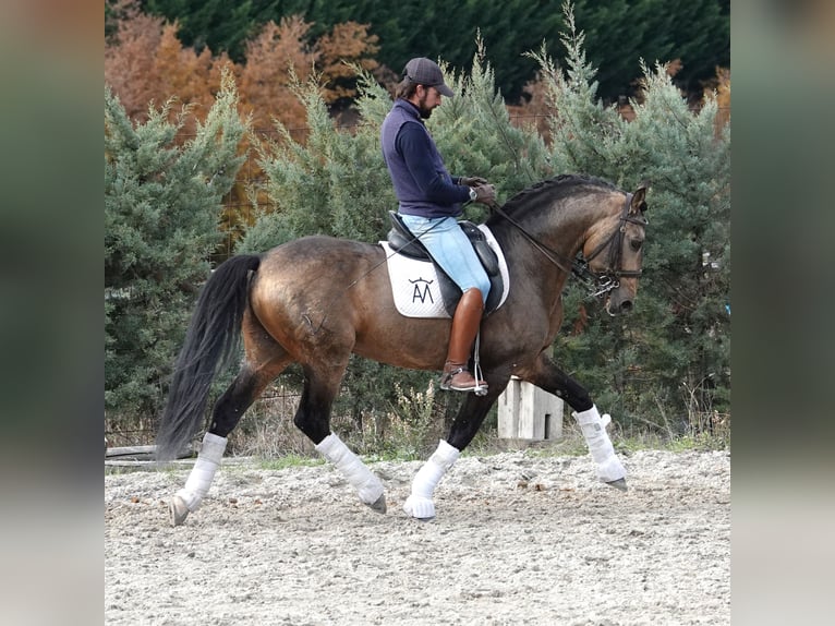 Lusitanos Semental 10 años 162 cm Bayo in Aeropuerto De Noain (Pamplona)
