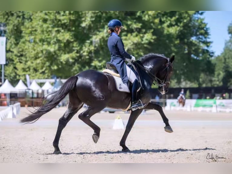 Lusitanos Semental 10 años 162 cm Negro in Lissabon