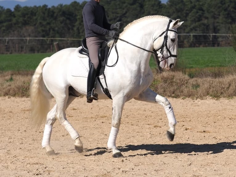 Lusitanos Semental 10 años 165 cm Tordo in Navas Del Madro&#xF1;o