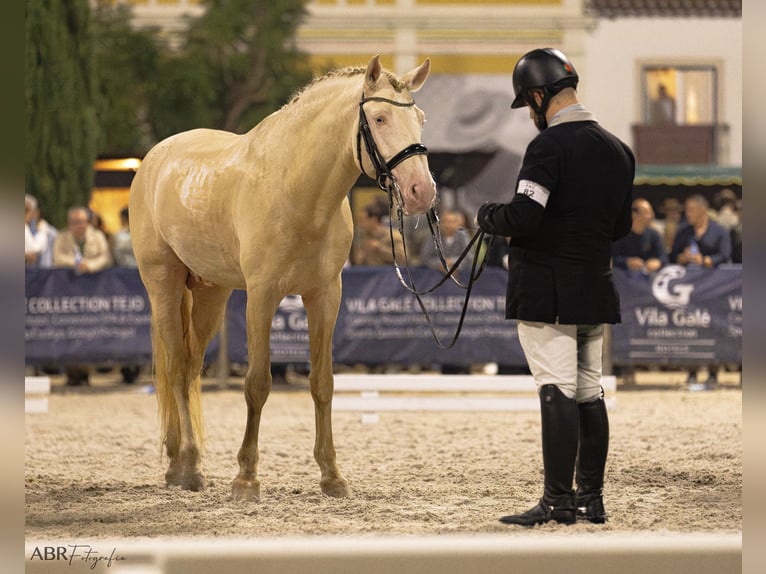 Lusitanos Semental 10 años 169 cm Cremello in Trofa