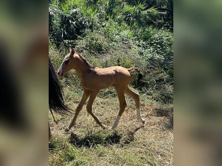 Lusitanos Semental 10 años 169 cm Cremello in Trofa