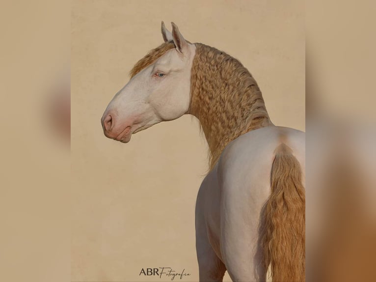 Lusitanos Semental 10 años 169 cm Cremello in Trofa