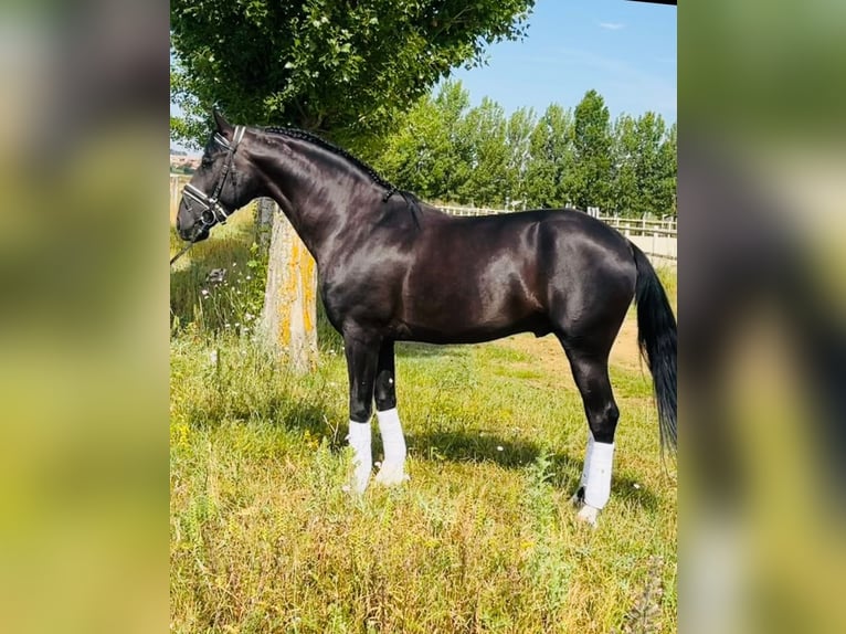 Lusitanos Semental 11 años 163 cm Negro in Valladolid