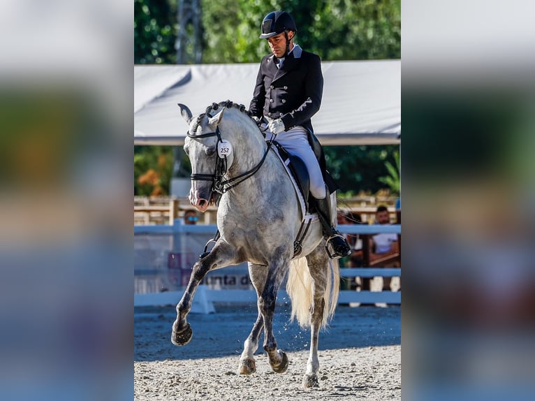 Lusitanos Semental 11 años 163 cm Tordo rodado in Martfeld