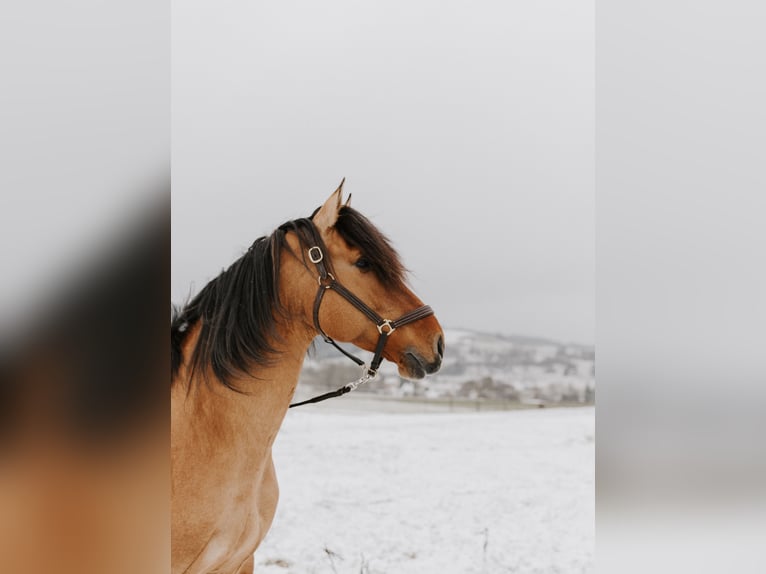 Lusitanos Semental 11 años 164 cm Bayo in Schleusingen