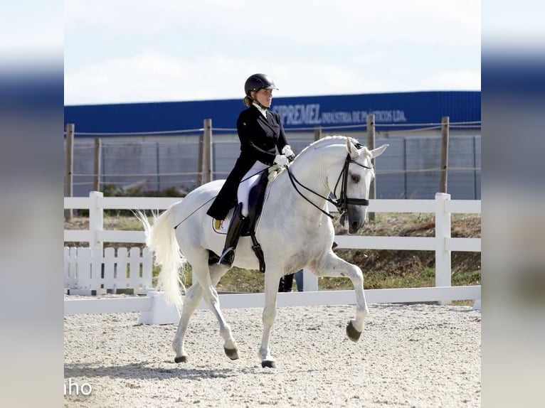Lusitanos Semental 11 años 165 cm Tordo in Torres Vedras