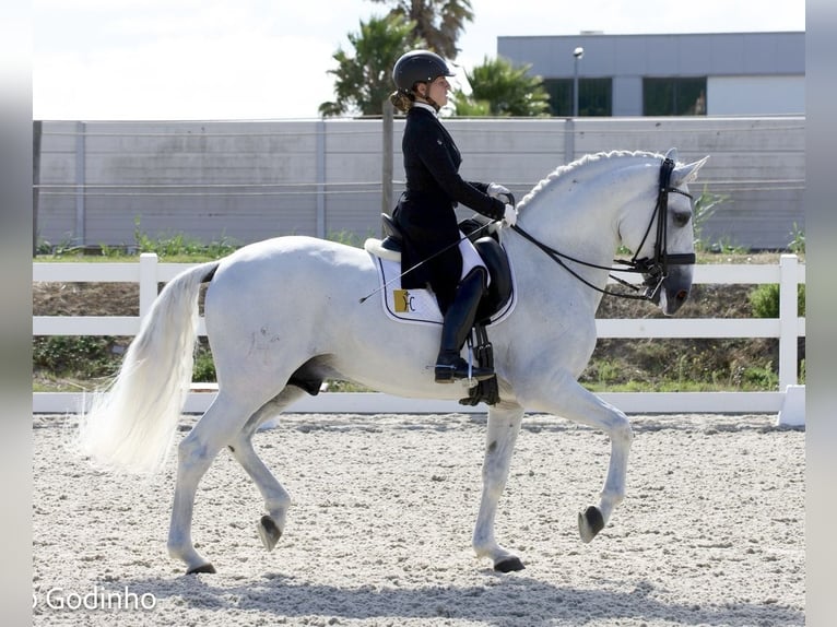 Lusitanos Semental 11 años 165 cm Tordo in Torres Vedras