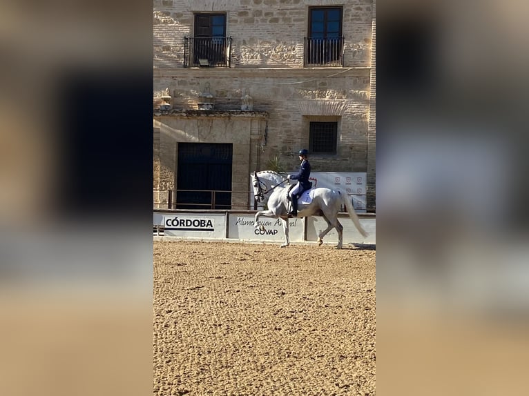 Lusitanos Semental 11 años 166 cm Tordo in Casatejada
