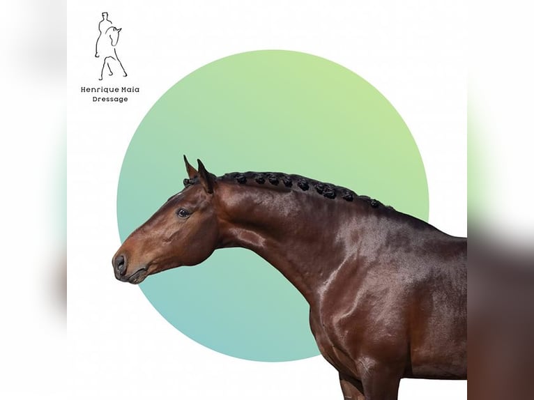 Lusitanos Semental 11 años 168 cm Castaño in Bonfol