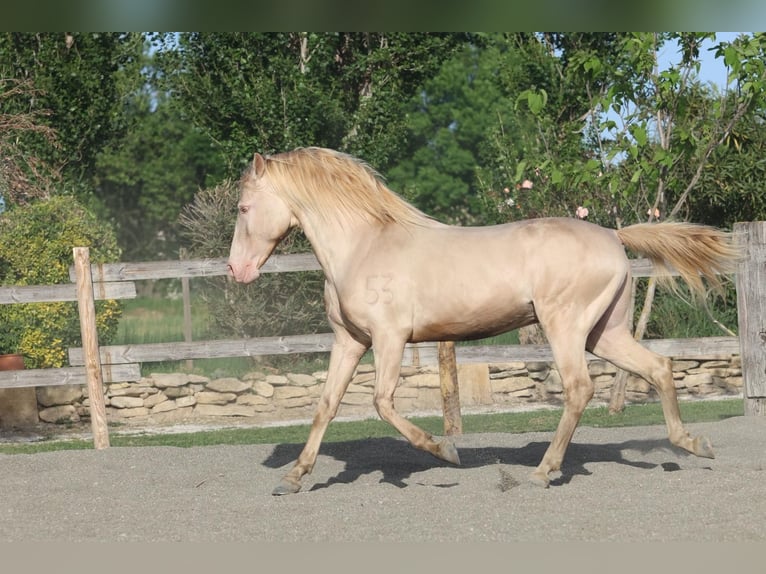 Lusitanos Semental 12 años 162 cm Cremello in Cornillon-Confoux