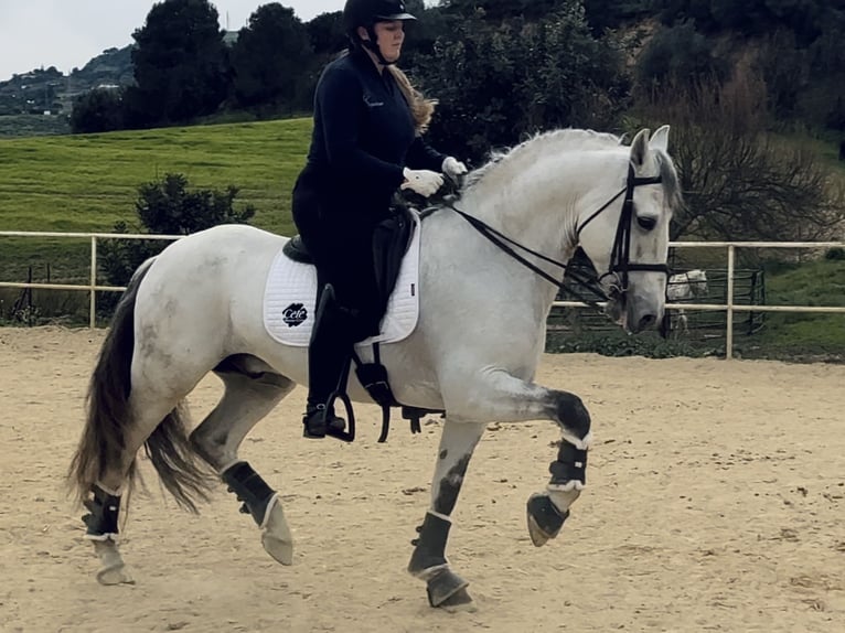 Lusitanos Semental 12 años 165 cm Tordo in Cadiz
