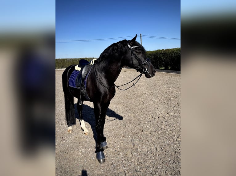 Lusitanos Semental 13 años 158 cm Castaño oscuro in Kruisem