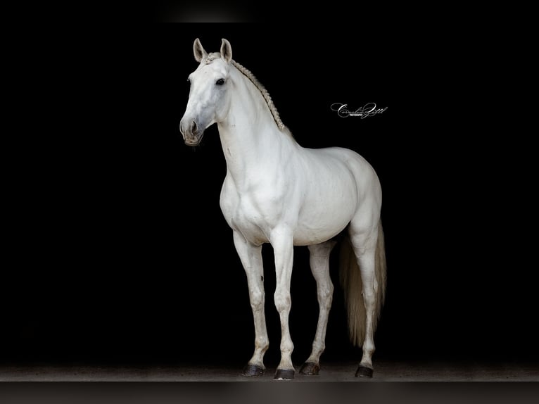 Lusitanos Semental 13 años 160 cm Tordo in Wiener Neustadt