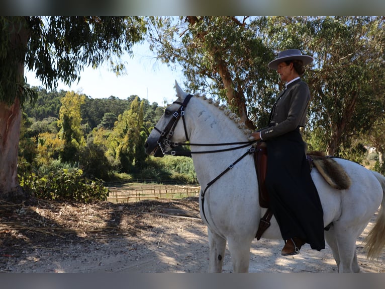 Lusitanos Semental 13 años 167 cm Tordo in Ribamar