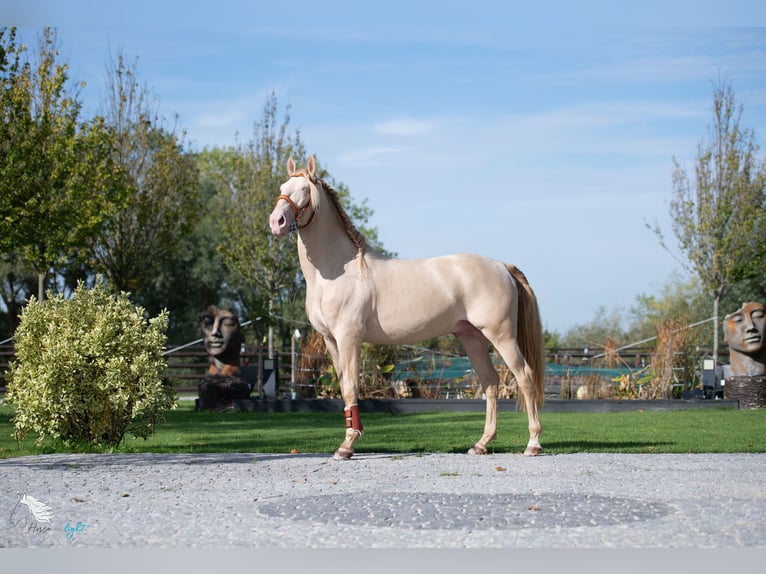 Lusitanos Semental 14 años 158 cm Perlino in Saint Aubin