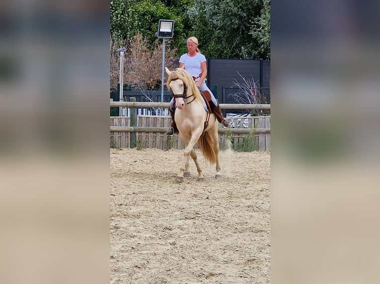 Lusitanos Semental 14 años 158 cm Perlino in Saint Aubin