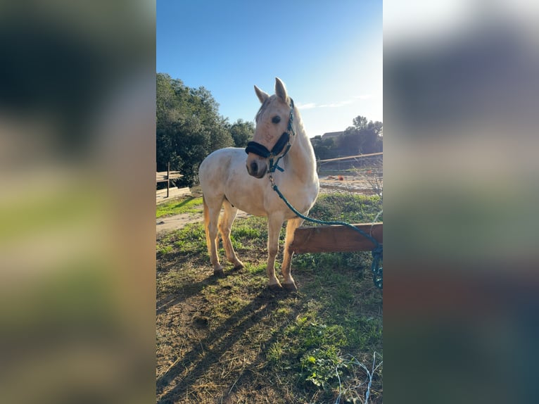 Lusitanos Semental 14 años 160 cm Tordo in Fitou