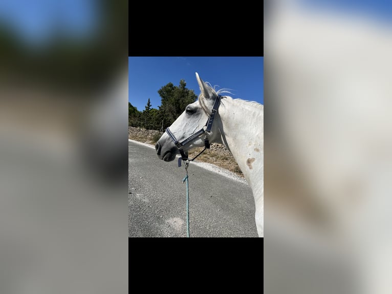 Lusitanos Semental 14 años 160 cm Tordo in Fitou