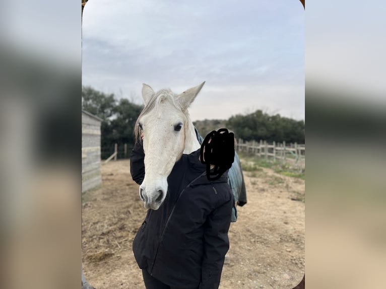 Lusitanos Semental 14 años 160 cm Tordo in Fitou