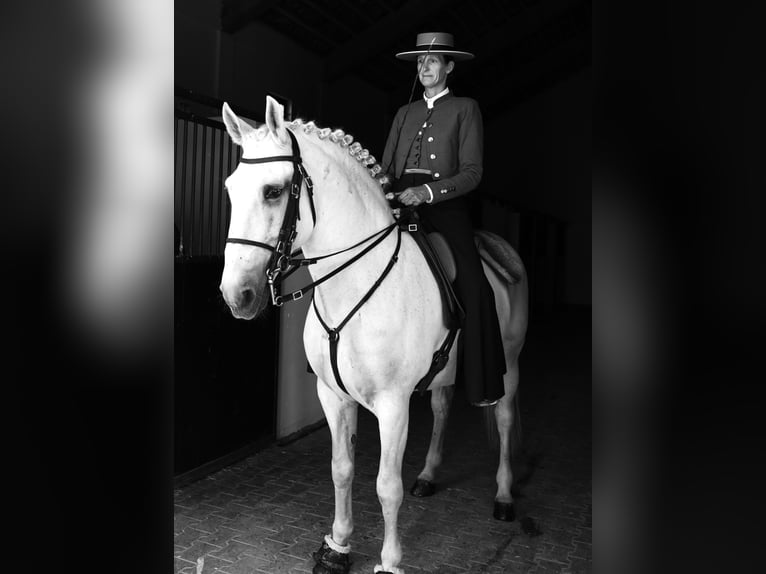 Lusitanos Semental 14 años 167 cm Tordo in Ribamar