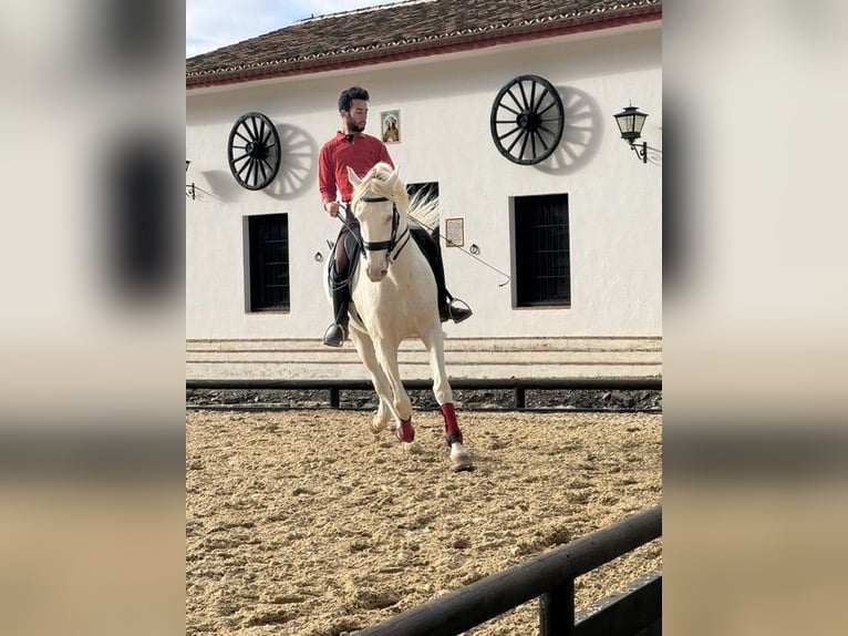 Lusitanos Semental 15 años 168 cm Perlino in Malaga