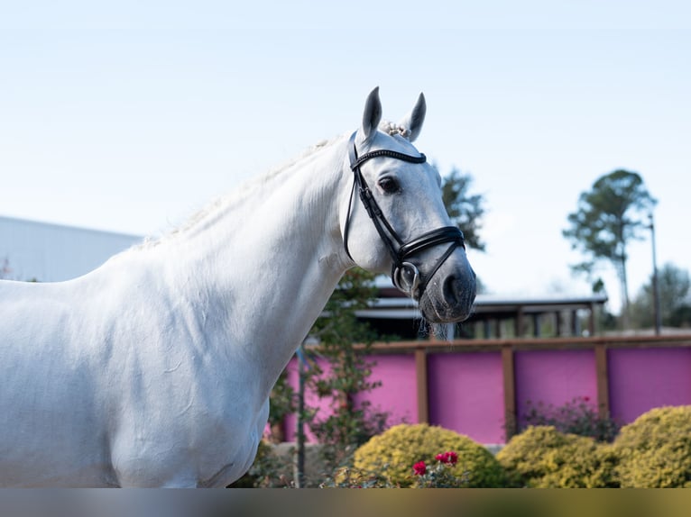 Lusitanos Semental 16 años 163 cm Tordo in Magnolia