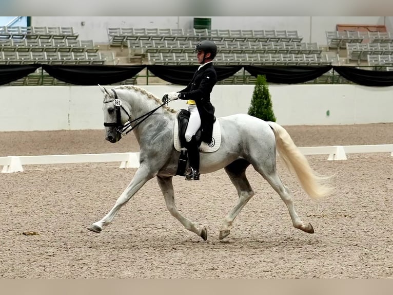 Lusitanos Semental 16 años 163 cm Tordo in Magnolia