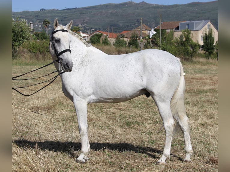 Lusitanos Mestizo Semental 19 años 159 cm Tordo in Seia