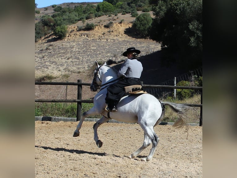 Lusitanos Semental 19 años 160 cm Tordo in Ribamar