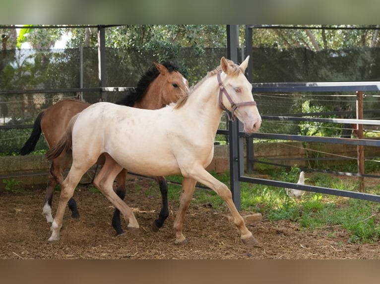 Lusitanos Mestizo Semental 1 año 147 cm Perlino in Rafelguaraf