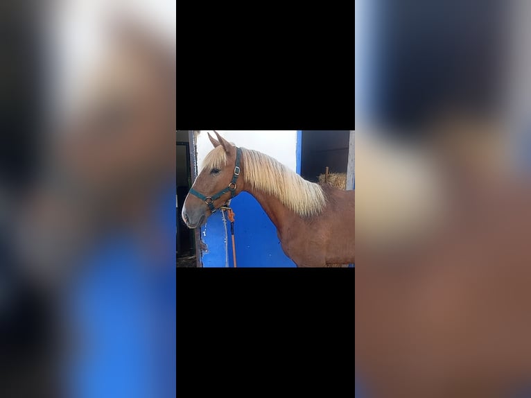 Lusitanos Semental 1 año 154 cm Alazán in Las Pi&#xF1;as