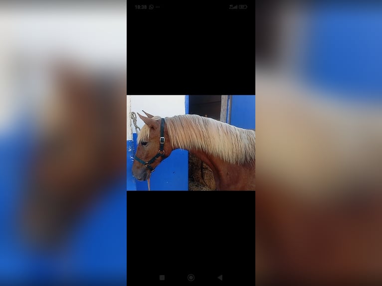 Lusitanos Semental 1 año 154 cm Alazán in Las Pi&#xF1;as