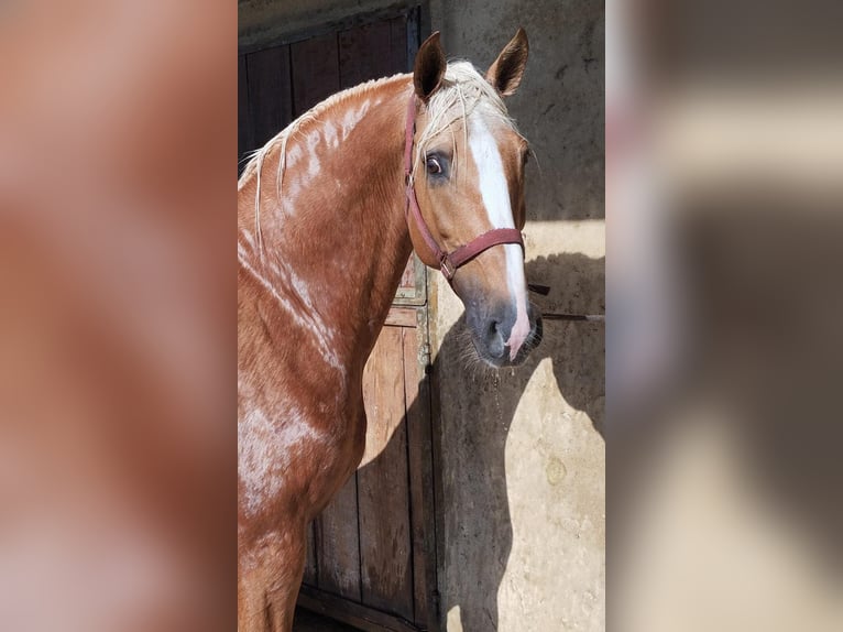 Lusitanos Semental 1 año 154 cm Alazán in Las Pi&#xF1;as
