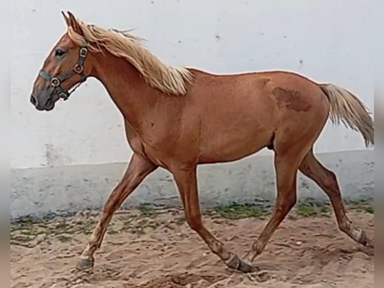 Lusitanos Semental 1 año 154 cm Alazán in Las Pi&#xF1;as