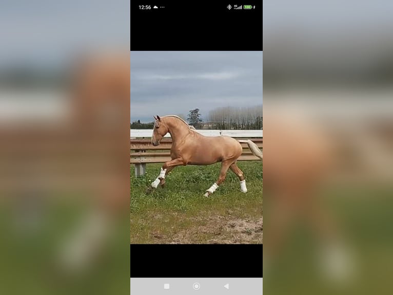 Lusitanos Semental 1 año 154 cm Alazán in Las Pi&#xF1;as