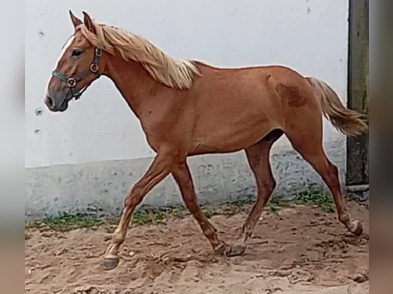 Lusitanos Semental 1 año 154 cm Alazán in Las Pi&#xF1;as