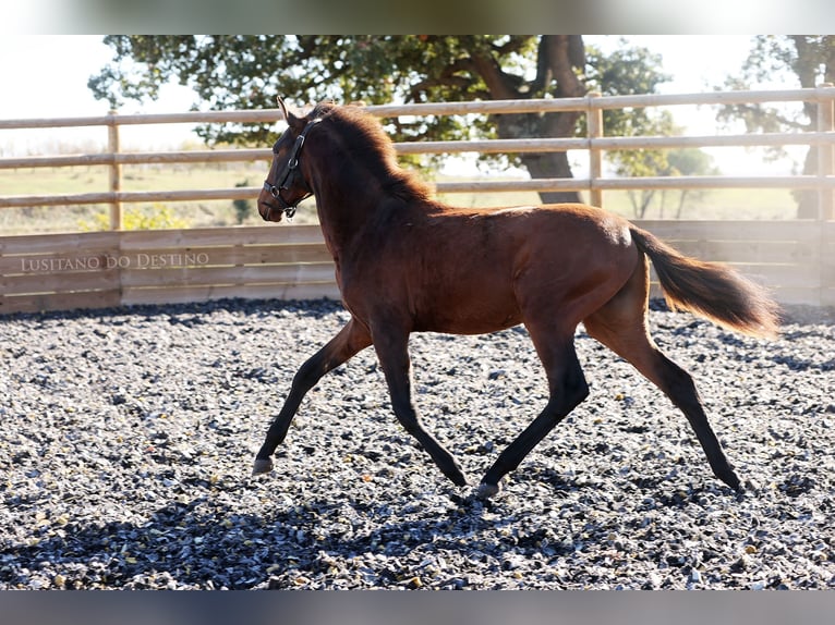 Lusitanos Mestizo Semental 1 año 155 cm Castaño oscuro in Générac